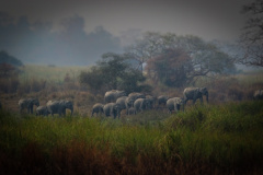 Antony Joseph: Moody elephant herd - India