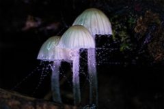 Nadine Campbell: Mycena with spider web and water droplets Omahu-Bush