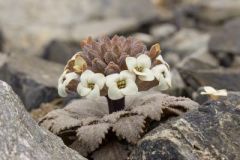 Nadine Campbell - Notothlaspi rosulatum Alpine Penwiper
