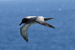 RJ5-Light-mantled-Sooty-Albatross-Enderby-Island-Dec-2025