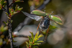 Rebecca Dore: Chafer Beetle takes flight