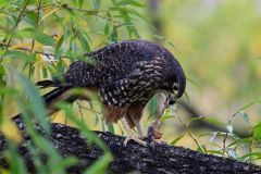 Robert Green: NZ Falcon