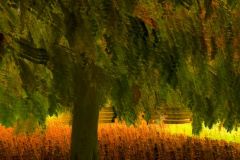 RobynOwen_04_Autumn-Botanic-Gardens