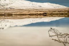 Rose Kerin: Kingfisher Looking out 