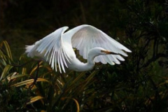 White heron Ardea alba modesta - Mark Burgess