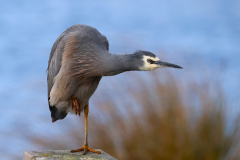 White-faced-Heron-Maan-Alkaisi