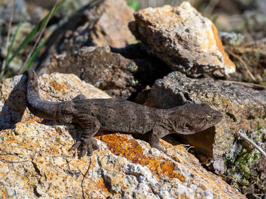 Southern Alps Gecko.  Hopiodactus "Southern Alps".  Mt Somers