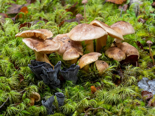 Mixed fungi, Lake Daniels
