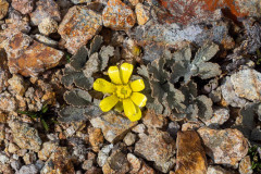 Scree Buttercup.  Ranunculus crithmifolius, Mt Somers