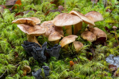 Mixed fungi, Lake Daniels