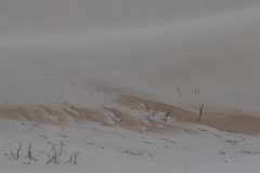 Wild dune