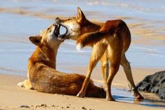 03 Canis lupis Dingo