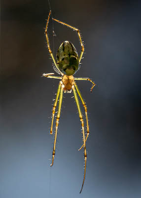 10 Silver orb spider Leucauge granulata