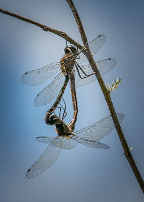 11 Sentry dragonflies Hemicordulia australiae mating