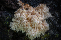 04 Coral tooth fungi Hericium novae zelandiae