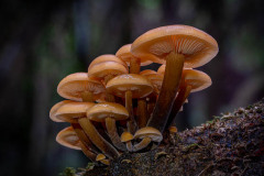 05 Velvet shank fungi Flammulina velutipes