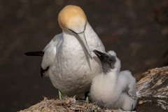 07 Australian gannet Morus serrato and chick