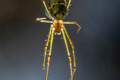 10 Silver orb spider Leucauge granulata