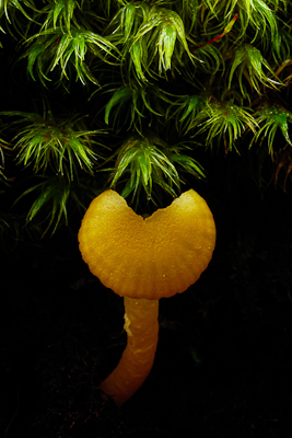 Orange fungi Hygrocybe sp.