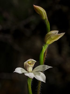 Orchid Caladenia alpina
