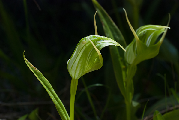 Greenhooded Orchid Pterostylis patens