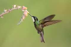 White-throated mountain gem hummingbird