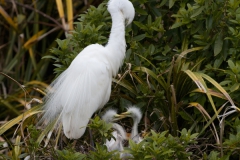 White Heron on nest with chick interaction