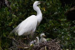 White Heron on nest with 2 chicks