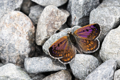 6 Boulder Copper Butterfly, Mesopotamia