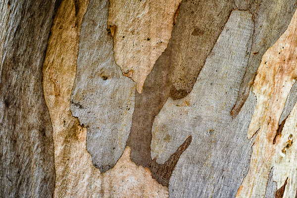 Bark of Eucalyptus camaldulensis
