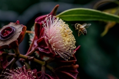Apis Mellifera, Foraging Honey Bee