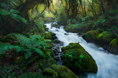 William Patino: Fiordland Forest
