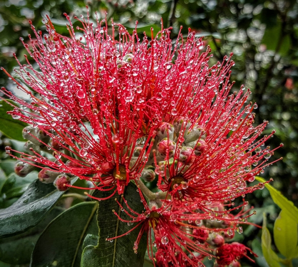 NZ Christmas: Mistletoe