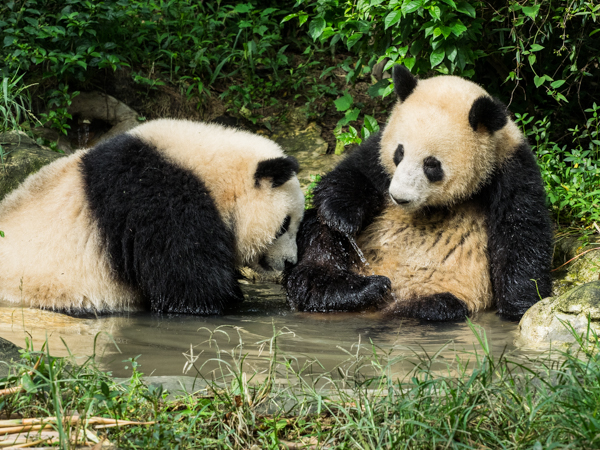 Meg Errington: Pandas