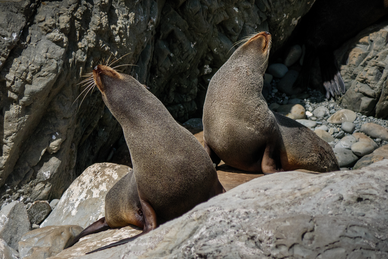 Linley Earnshaw: NZ fur seals at Kaikoura (Arctocephalus forsteri )