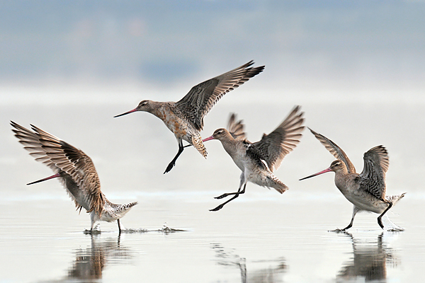 Jonathan Harrod: Godwits