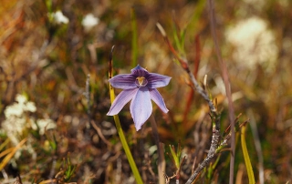 Bob Wright: Sun Orchid