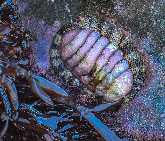 Barry Dench - Chiton