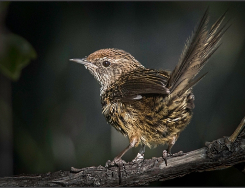 Trenna Packer Salver 2016 Judge: John Reid