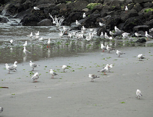 Sumner Beach