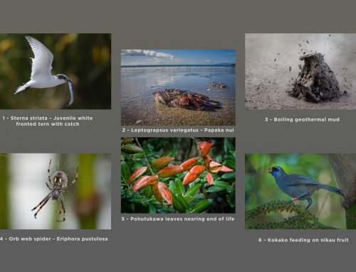 Trenna Packer Salver Information 2019