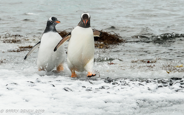 Gentoo penguins. Chasing is often seen and will result in the chick being fed