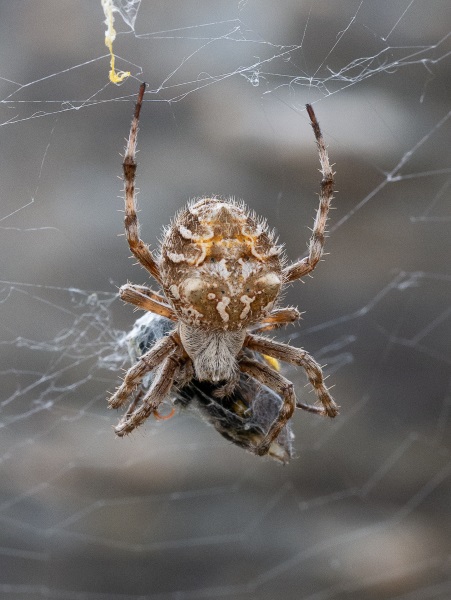 Linley: spider, Garden Orb Web