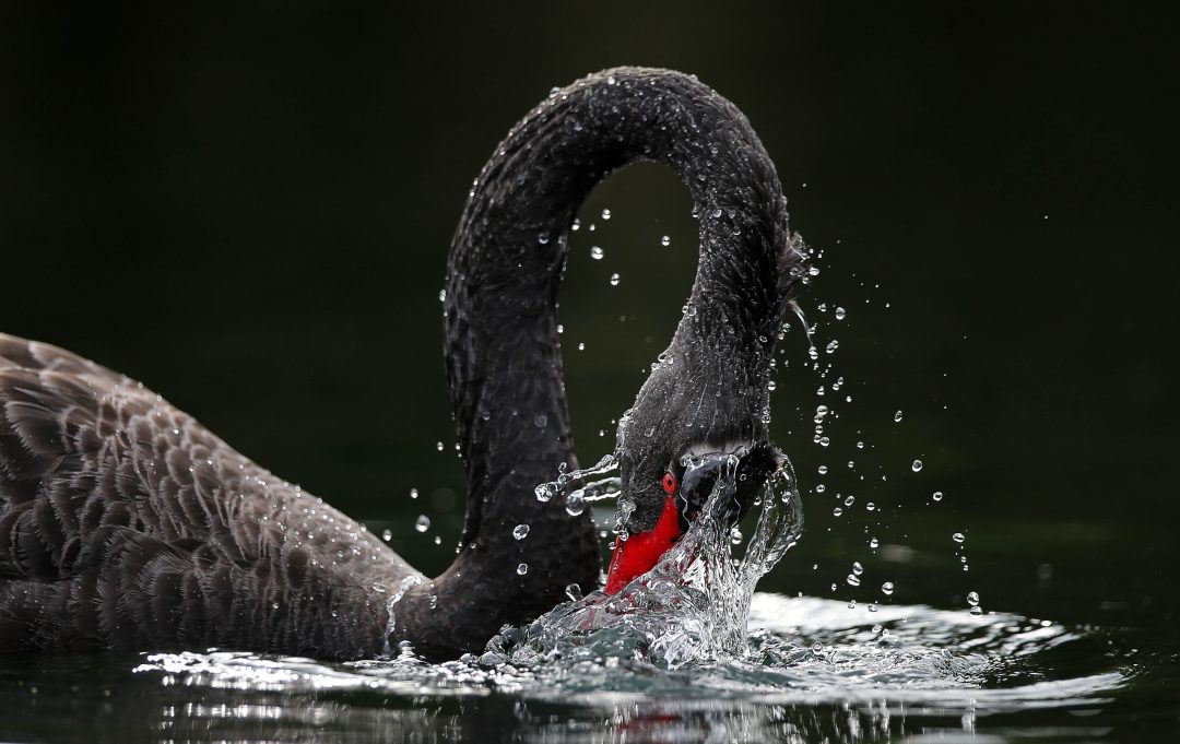 Simon Runting: Mute Swan