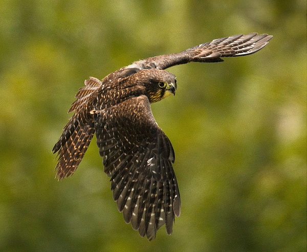 Jeanette Nee: NZ Falcon