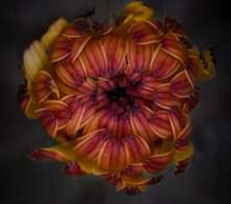 Macro/Flower Workshop