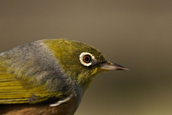 Bird Photography Workshop (Stage 2) – Nature Photography Society of NZ