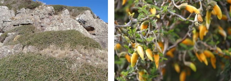 Prostrate Kowhai