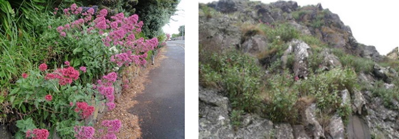Spur Valerian