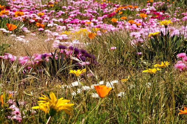 Judy Livingstone: Wild flowers